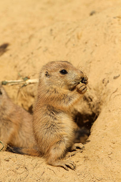 istock Baby prairie dog eating 177384055