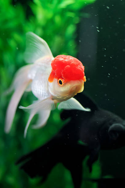 istock Red cap oranda and a black moor goldfish at background 177384183