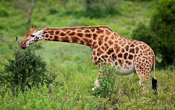 rotschild de girafe - rothschild photos et images de collection