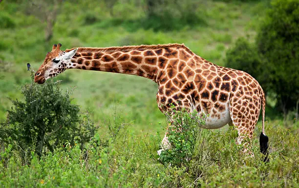 Photo of Rotschild's giraffe