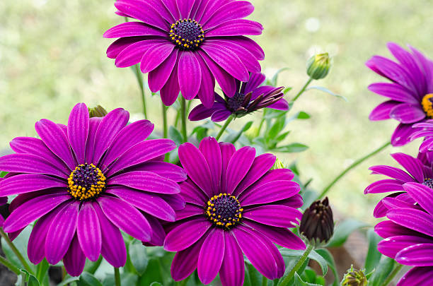 istock Purple Osteospermum Daisy flowers 177384545