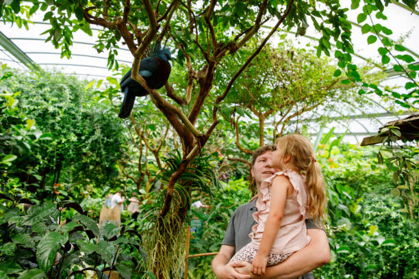 Father with small daughter, cute preschool girl watching birds. Happy family, man and little child in birds observatory, looking on western crowned pigeon bird. Family weekend activity Father with small daughter, cute preschool girl watching birds. Happy family, man and little child in birds observatory, looking on western crowned pigeon bird. Family weekend activity. pigeon family stock pictures, royalty-free photos & images