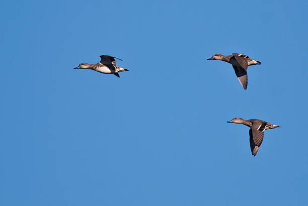 istock Three  Green-Winged Teals Flying in a Blue Sky 177384606