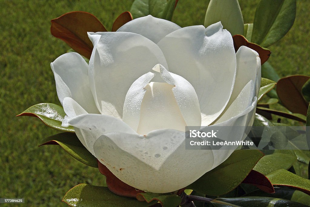 Magnolia blossom with morning dew Early morning sun shining on a beautiful dew covered southern magnolia blossom.________________________________________Please see my competitive swimming lightbox here: Beauty Stock Photo