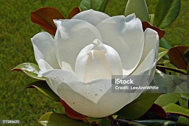 Magnolia Blossom With Morning Dew Stock Photo - Download Image Now - Beauty, Blossom, Dew