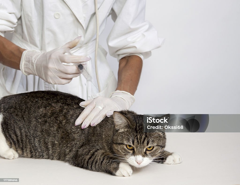 Gato doméstico con un médico - Foto de stock de Adulto libre de derechos