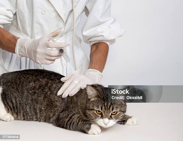 Gato Doméstico Con Un Médico Foto de stock y más banco de imágenes de Adulto - Adulto, Animal, Animal doméstico