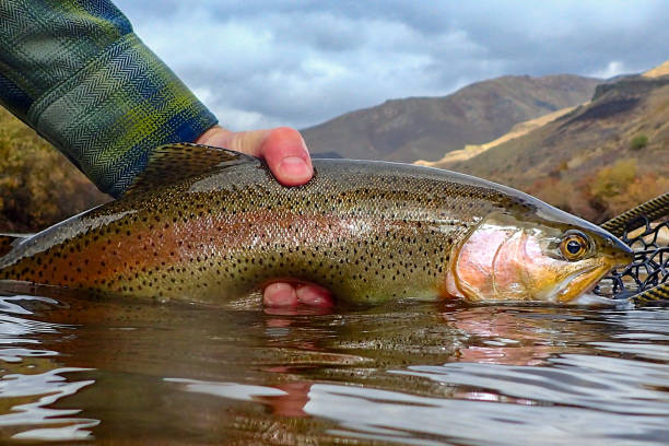 istock Twenty inch rainbow trout caught and released on the South Fork Boise River, Idaho 1773847142