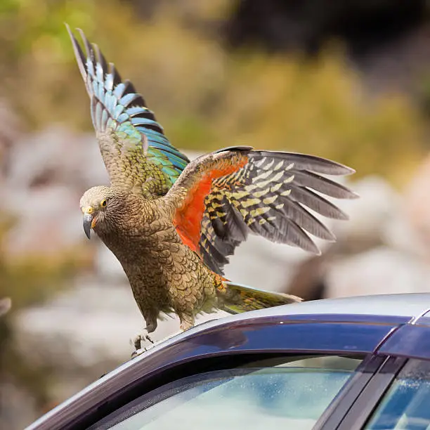 "Endemic New Zealand alpine parrot Kea, Nestor notabilis, trying to vandalize rubber from a parked vehicle"
