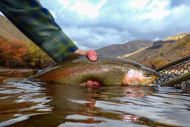 istock Twenty inch rainbow trout caught and released on the South Fork Boise River, Idaho 1773847331