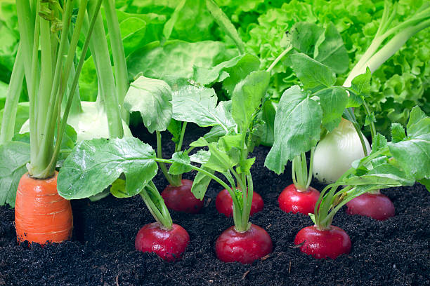 Fresh organic vegetables growing in the garden