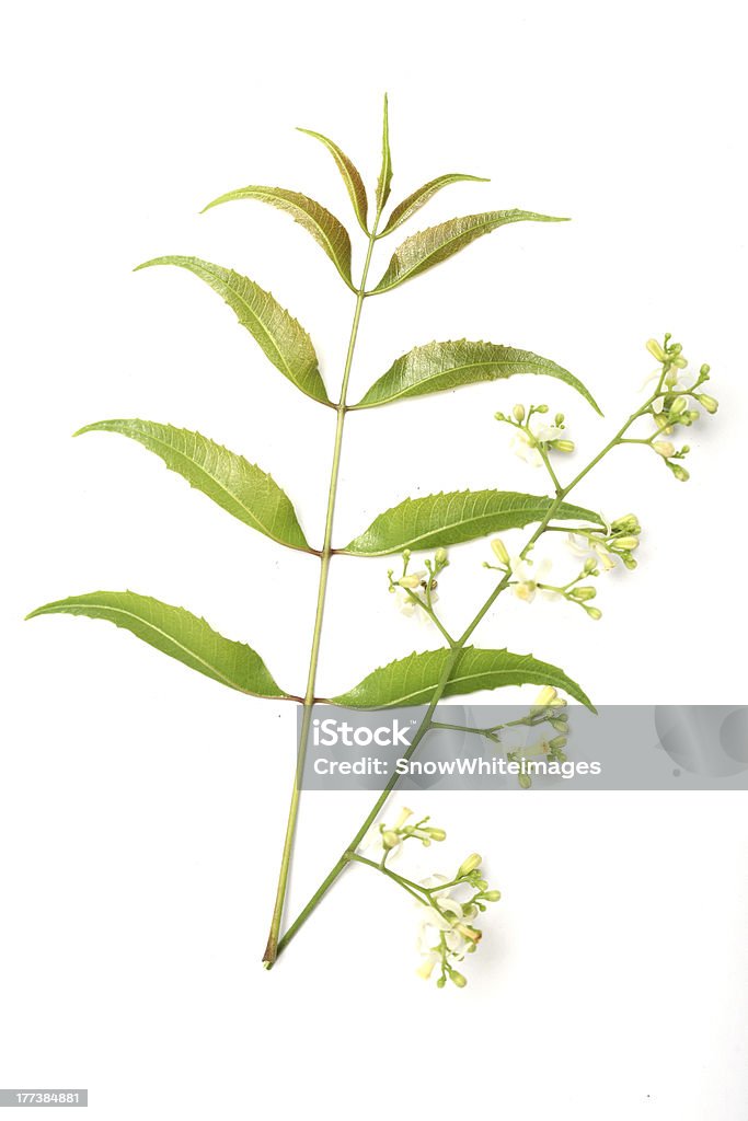 Niem Blätter und Blumen -Azadirachta indica - Lizenzfrei Ayurveda Stock-Foto