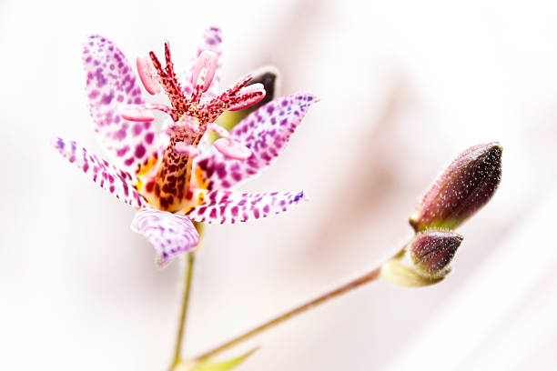 Tricyrtis Flower stock photo