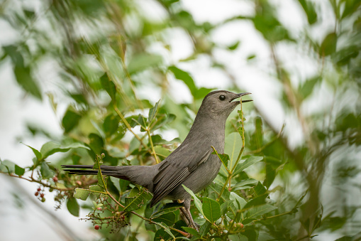 A Gray Catbird bird perched on a tree branch in summer Florida shrubs.