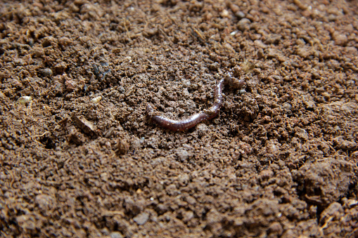 Close up earth worm in Frest wet earth