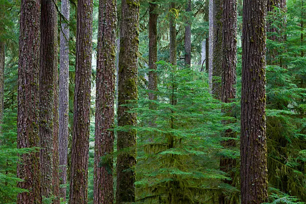 "Old growth Hemlock and Douglas-Fir Trees in Olympic National Park,WA"