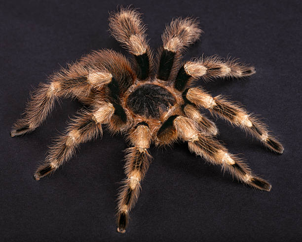istock Nhandu coloratovillosus 177385229