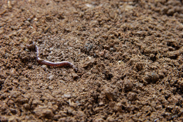 Earthworm Close-up Reveals Intricate Rings Moist Soil
