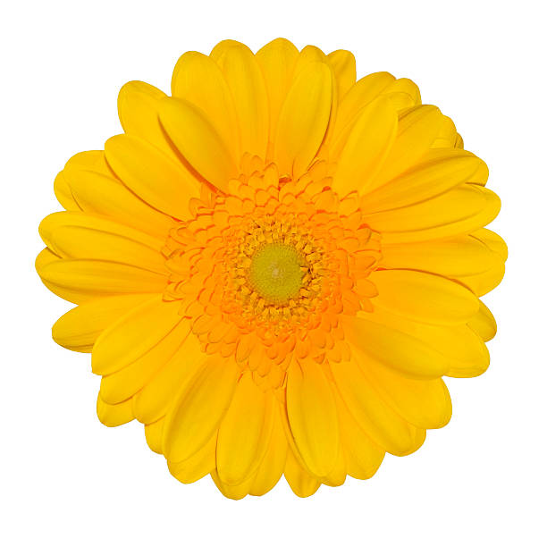 istock Yellow Gerbera Daisy Flower Isolated on White 177385246