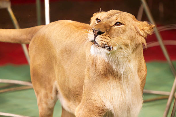 ライオンでは、サーカスのリング - circus lion ストックフォトと画像