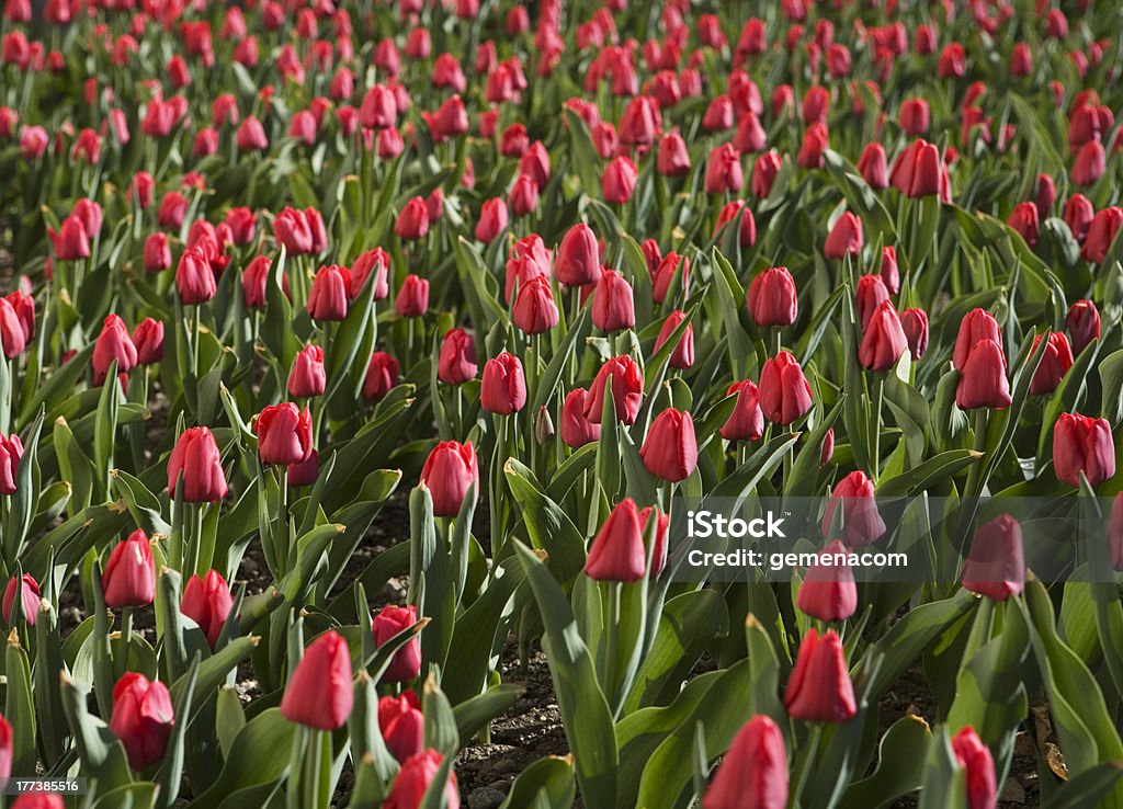 Tulpen full frame - Lizenzfrei Agrarland Stock-Foto