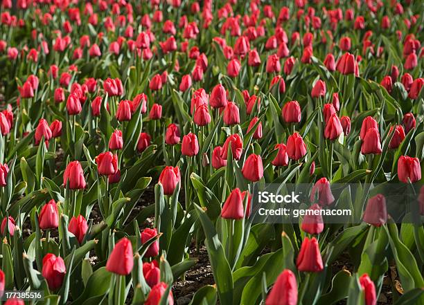 Tulpen Full Frame Stockfoto und mehr Bilder von Agrarland - Agrarland, Baumblüte, Bezirk Skagit