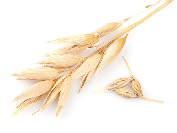 istock Ear of oats 177385598
