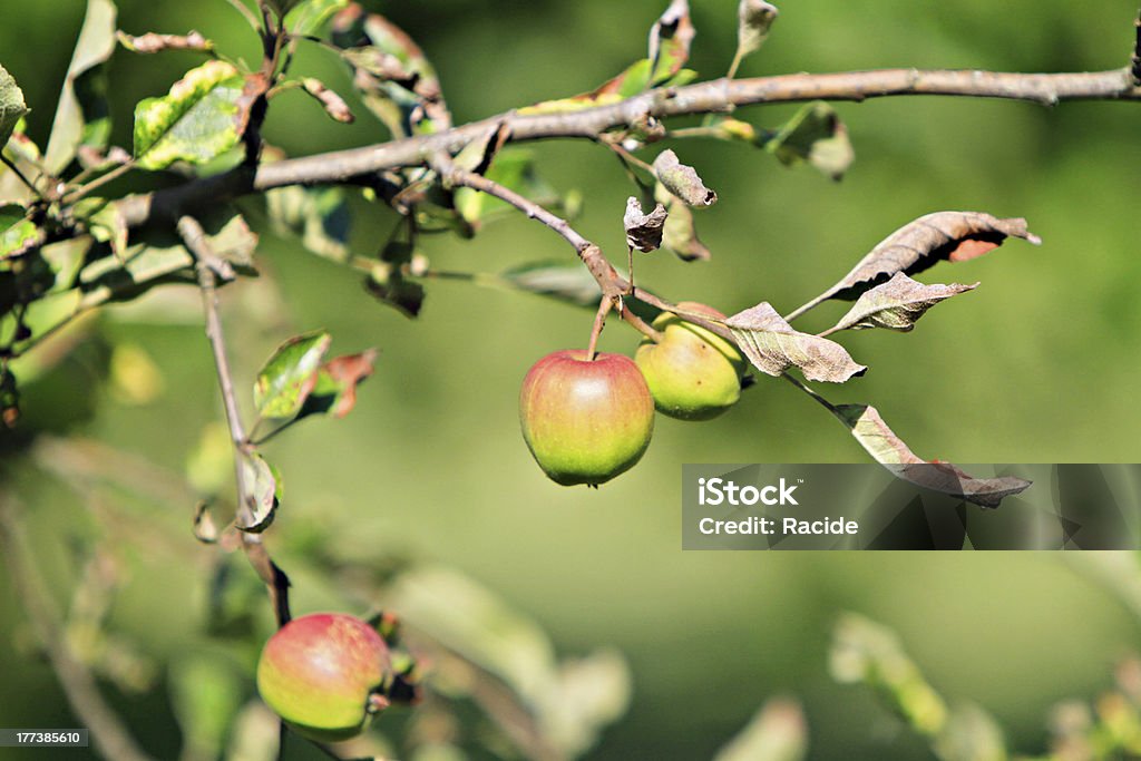 Pommes rouges sur une branche - Photo de Agriculture libre de droits