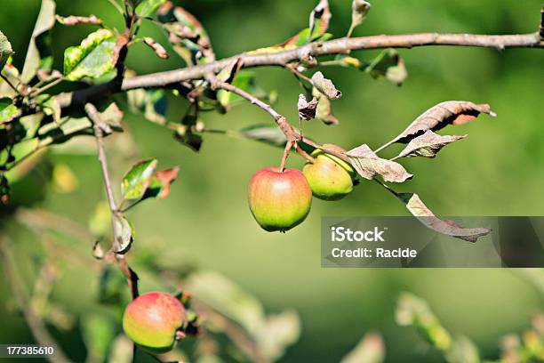 Photo libre de droit de Pommes Rouges Sur Une Branche banque d'images et plus d'images libres de droit de Agriculture - Agriculture, Agriculture biologique, Aliment