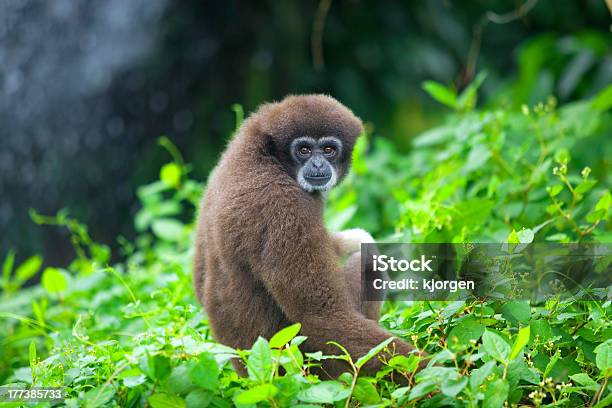 Scimmia Gibbone - Fotografie stock e altre immagini di Albero - Albero, Animale, Animale selvatico