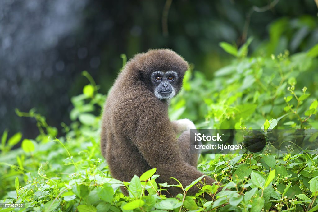 Gibbon monkey - Zbiór zdjęć royalty-free (Azja)