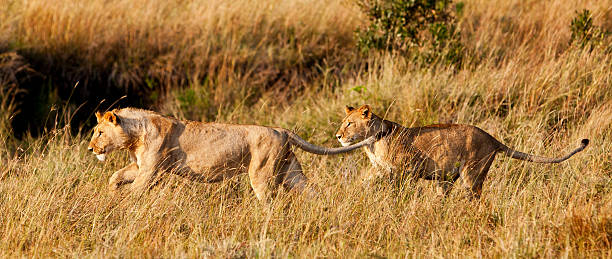 istock Lionesses in the Maasai Mara 177385814