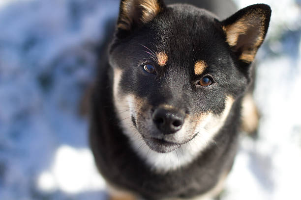 Black and Tan Shiba Inu Picture close up of a black and tan shiba inu in the snow shiba inu black and tan stock pictures, royalty-free photos & images