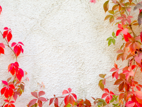 Red creeper plant on a wall creates a beautiful background