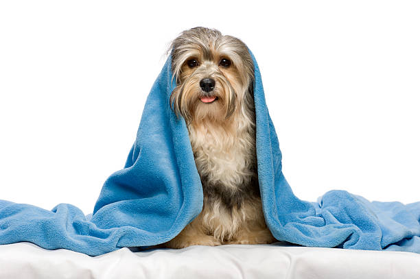 istock Cute sitting tricolor Havanese dog in a bed 177386255