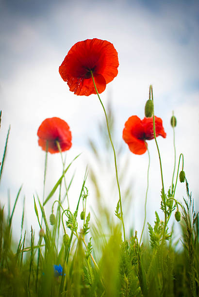 Red poppies stock photo