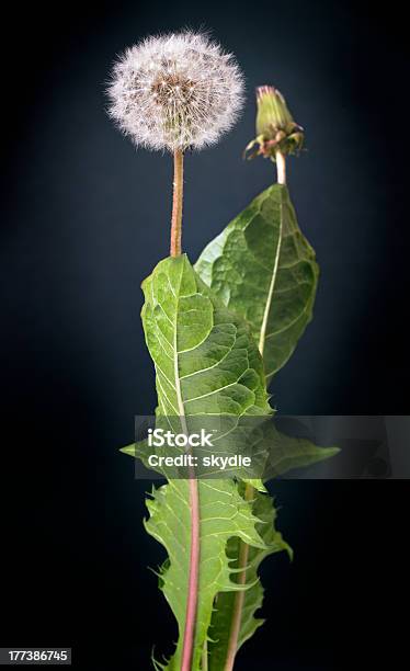 Taraxacum Foto de stock y más banco de imágenes de Alimento - Alimento, Asistencia sanitaria y medicina, Botánica