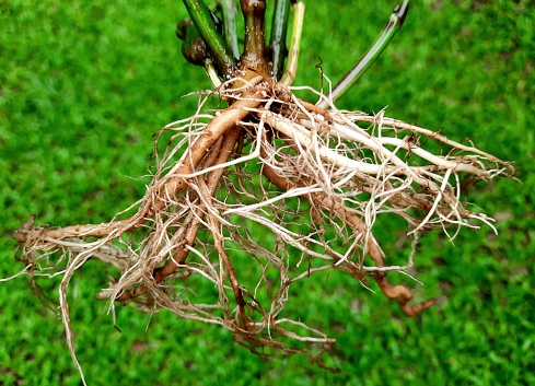 Plant Root - green background.
