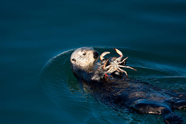 Sea Otter Sea Otter eating a crab in Morro Bay sea otter stock pictures, royalty-free photos & images