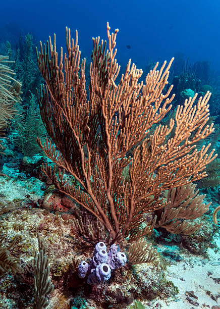 istock Coral reef  - Roatan Honduras 177387026