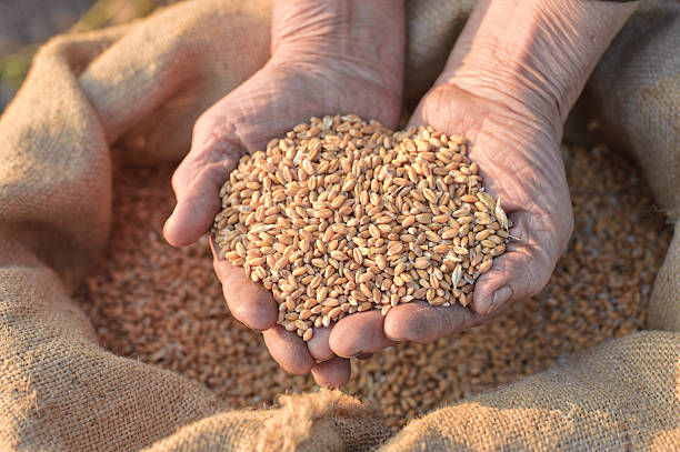 istock Wheat and hands of the old farmer 177387120