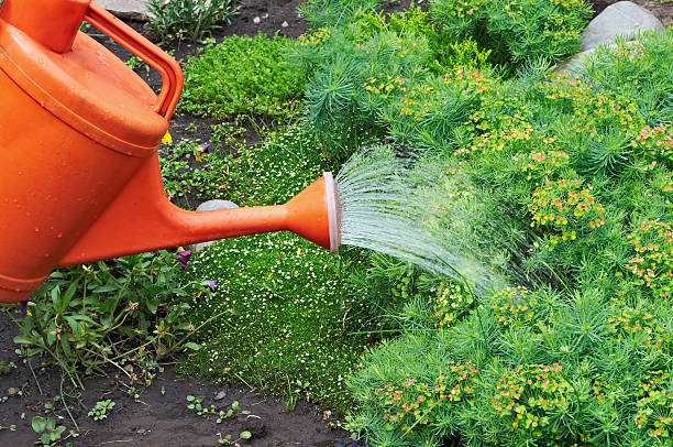 istock Watering Garden Natural Flowers 177387231