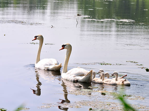 istock Swan Family 177387273