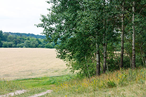 paisagem de verão com poplars, motley erva e grãos de trigo campo - planting tree poplar tree forest imagens e fotografias de stock