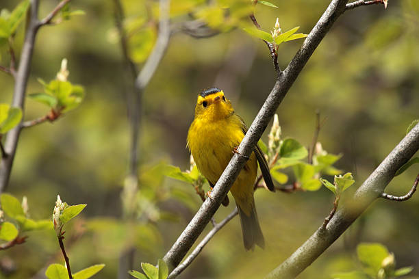 istock Wilson's Warbler (Cardellina pusilla) male in spring. 177387458