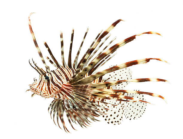 istock lion fish isolated on white background 177387459