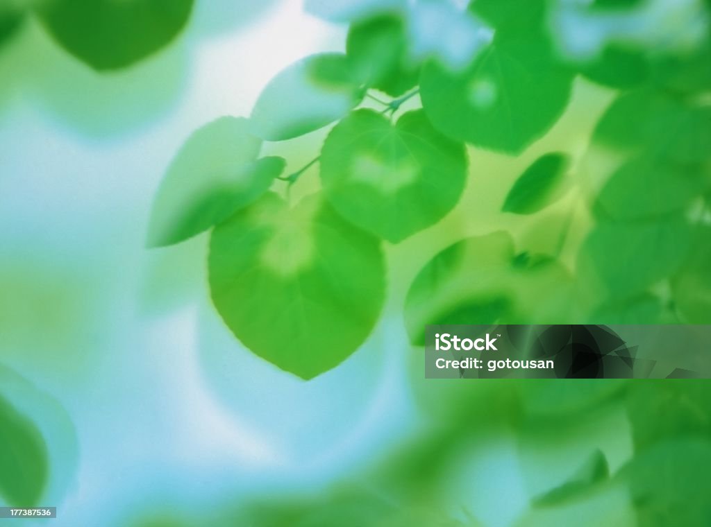 Fresh Leaf which flutters in a wind Abstract Stock Photo