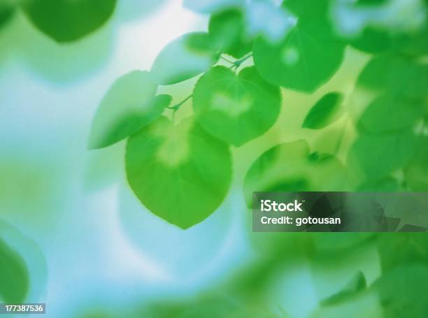 Fresh Leaf Which Flutters In A Wind Stock Photo - Download Image Now - Abstract, Arts Culture and Entertainment, Beauty In Nature
