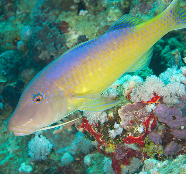 istock Closeup of yellowsaddle goatfish 177387558