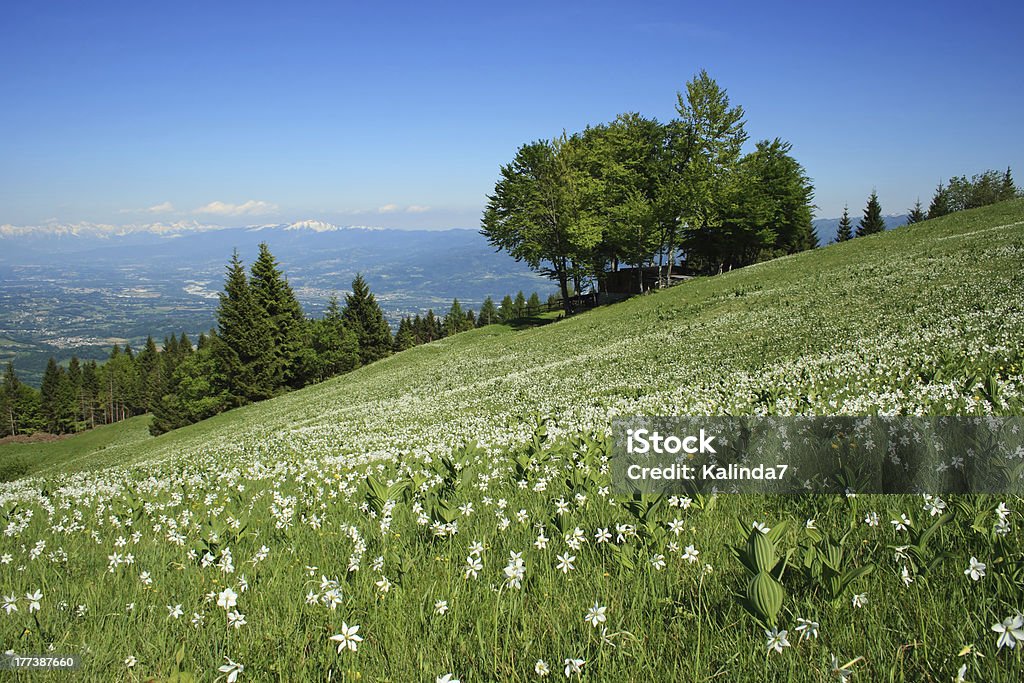 Paesaggio con daffodils - Foto stock royalty-free di Narciso - Liliacee